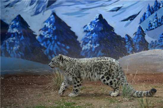 The first artificially bred snow leopard in the snow leopard pavilion at the Tibetan Plateau Wildlife Park in Xining, Qinghai Province, on June 10, 2017. [Photo/163.com]