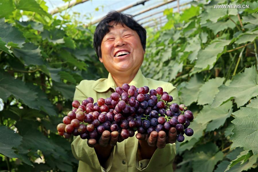A villager shows newly picked grapes in Shengaoying Villge of Yongqing County of Langfang City, north China&apos;s Hebei Province, June 14, 2017. (Xinhua/Cai Yang) 