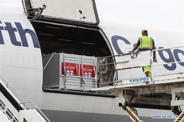 A working staff prepares to unload the cage carrying panda 'Jiao Qing' from China at an airport of Berlin, capital ofGermany, on June 24, 2017. A pair of pandas have arrived here Saturday, making German public able to visit the animal species again at home after five years. [Photo/Xinhua]