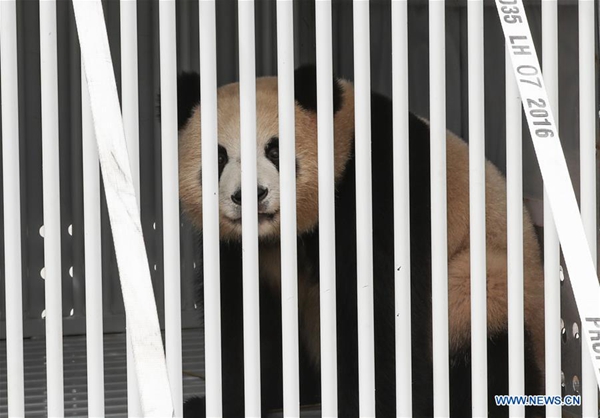 Photo taken on June 24, 2017 shows panda 'Meng Meng' from China at an airport of Berlin, capital of Germany. A pair of pandas have arrived here Saturday, making German public able to visit the animal species again at home after five years. [Photo/Xinhua]