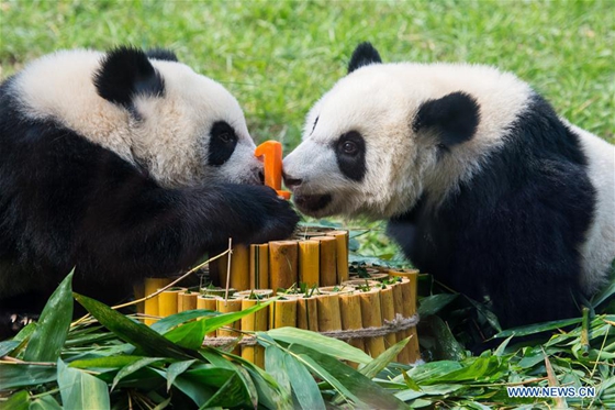 Photo taken on June 25, 2017 shows mother panda 'Xinxin' (R) and her cub 'Kangkang' in Macao. [Photo/Xinhua] 
