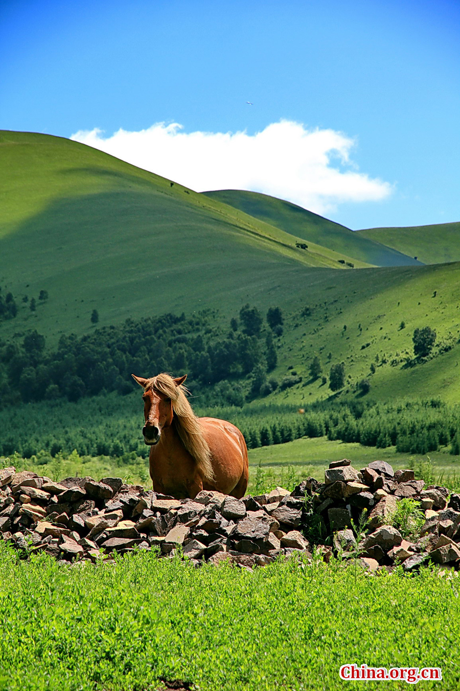 The special climate and geographical position at the junction of the North China Plain and the Inner Mongolia Grasslands give Bashang Grassland its unique natural landscapes and make it a popular destination for tourists and photographers.