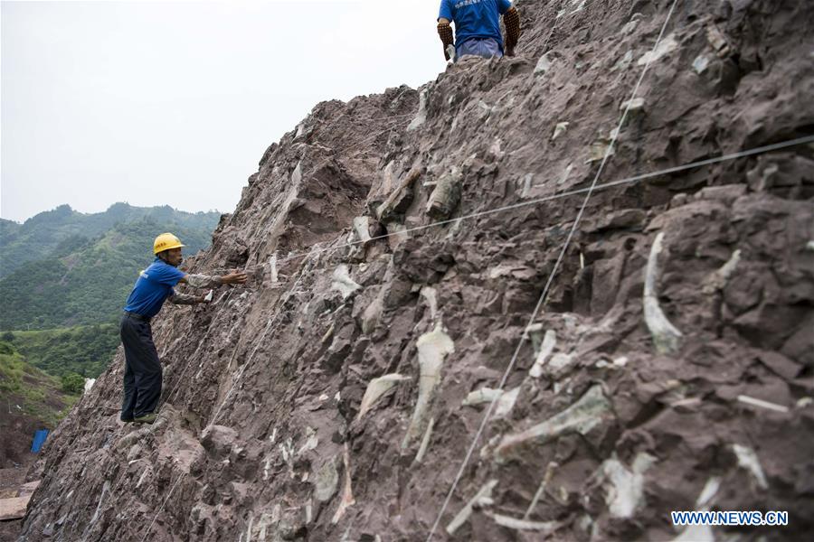 CHINA-CHONGQING-DINOSAUR FOSSIL-DISCOVERY (CN)