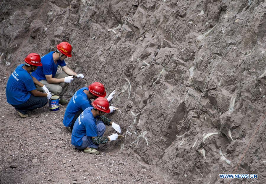 CHINA-CHONGQING-DINOSAUR FOSSIL-DISCOVERY (CN)