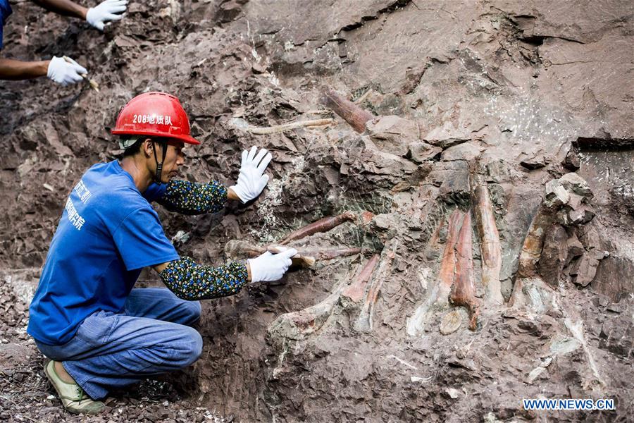 CHINA-CHONGQING-DINOSAUR FOSSIL-DISCOVERY (CN)