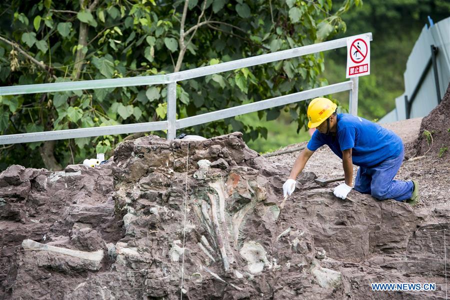 CHINA-CHONGQING-DINOSAUR FOSSIL-DISCOVERY (CN)