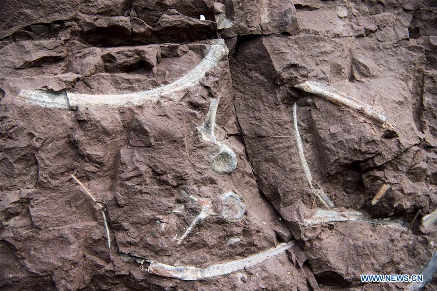 CHINA-CHONGQING-DINOSAUR FOSSIL-DISCOVERY (CN)