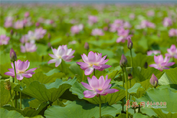 Lotus Flowers Blossom In Qingdao China Org Cn