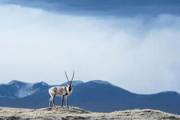 A Tibetan antelope at the Hoh Xil Nature Reserve. [Photo/Xinhua]