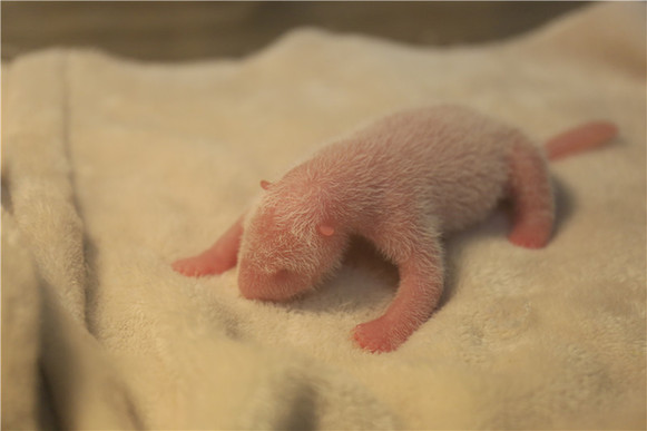 The panda cub, born at 12:33 p.m. on Monday, is in a healthy condition. [Photo/newssc.org]