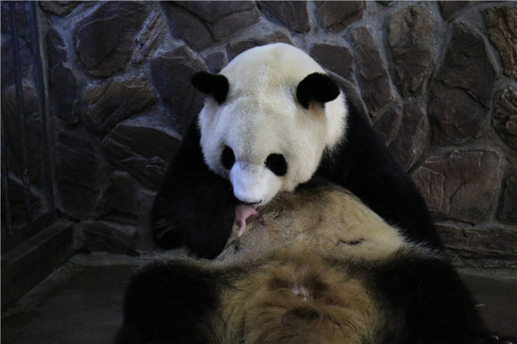 Jingjing, the panda named after the Beijing Olympics mascot, gives birth to a male cub on July 10, 2017. [Photo/newssc.org]