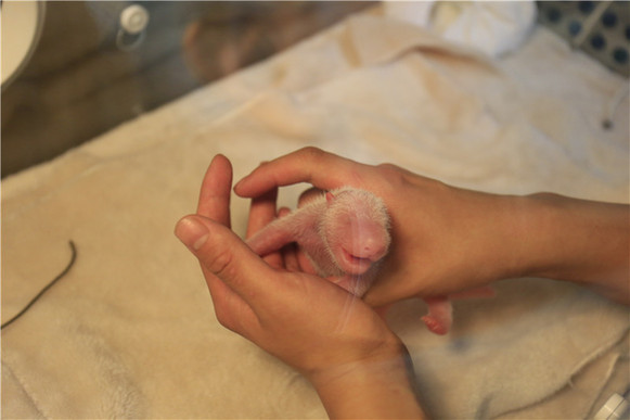 The panda cub, born at 12:33 p.m. on Monday, is in a healthy condition. [Photo/newssc.org]