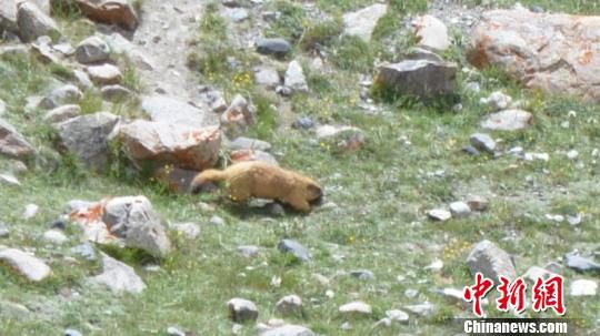 Photo taken on July 21, 2014 shows a bobak marmot running on northwest China's Pamir Plateau. [Photo/Chinanews.com]