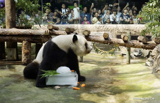 A panda sits with an ice cube in Beijing Zoo in Beijing, capital of China, July 12, 2017. [Photo/Xinhua]
