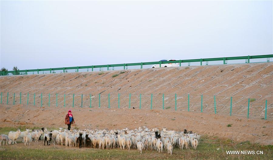 Sheep walk beside the Jingxin Expressway (G7) in Bayan Nur City, north China's Inner Mongolia Autonomous Region, July 14, 2017. The Jingxin Expressway links Beijing, capital of China, and Urumqi, capital of northwest China's Xinjiang Uygur Autonomous Region. [Photo/Xinhua]