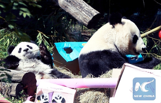 Photo taken on Aug. 7, 2017 shows the panda twins at Schoenbrunn zoo. [Photo/Xinhua]