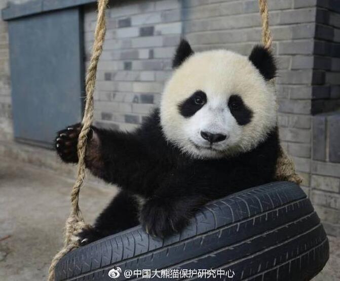 Pandas safe after latest earthquake to hit Sichuan 