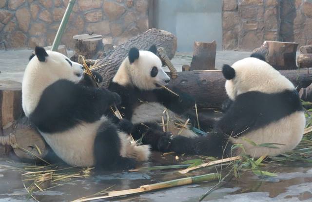 Giant panda in Chengdu Research Base of Giant Panda Breeding [Photo / China.org.cn]
