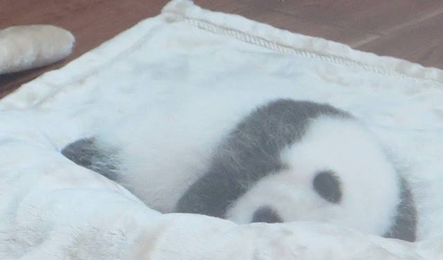 Panda cub in Chengdu Research Base of Giant Panda Breeding [Photo / China.org.cn]