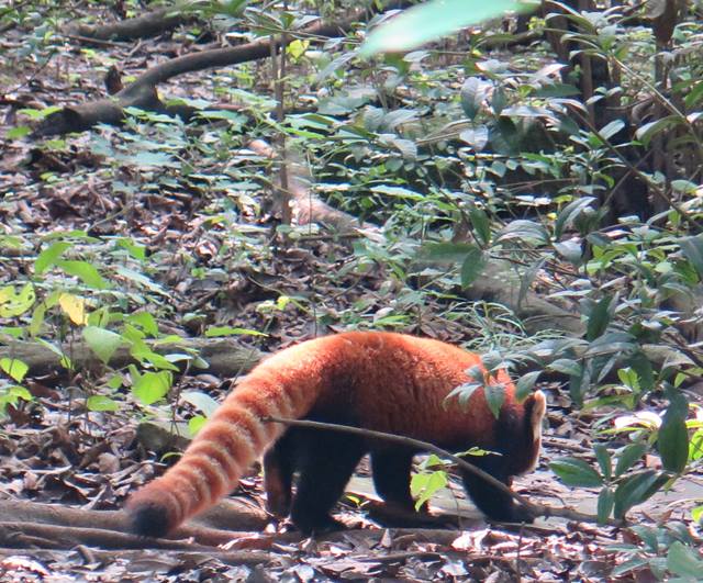 Red Panda [Photo / China.org.cn]