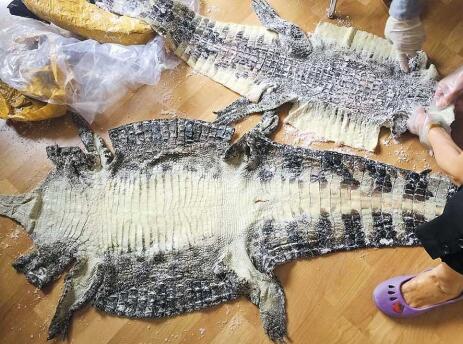 The unprocessed Siamese crocodile skins sent illegally in a mail package.[Photo/Shanghai Daily]