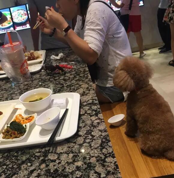 A woman is caught using a restaurant bowl to feed her pet dog at a food court of the Pavilion shopping mall in Dalian City, Liaoning Province in northeast China on Aug. 19. [Photo: Sina Weibo]