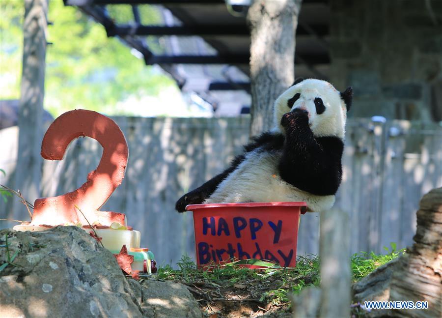 Giant panda Beibei is seen beside its birthday cake during a celebration at Smithsonian's National Zoo in Washington D.C., the United States, Aug. 22, 2017. The zoo on Tuesday held a celebration for giant panda Beibei's two-year-old birthday, which attracted lots of visitors. [Photo/Xinhua]
