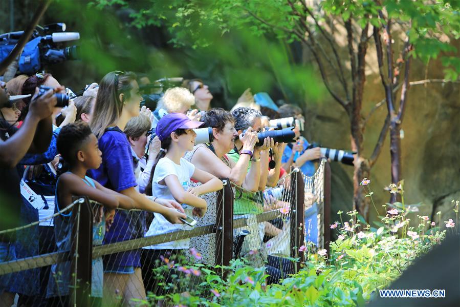 Visitors look at giant panda Beibei during its birthday celebration at Smithsonian's National Zoo in Washington D.C., the United States, Aug. 22, 2017. The zoo on Tuesday held a celebration for giant panda Beibei's two-year-old birthday, which attracted lots of visitors. [Photo/Xinhua] 