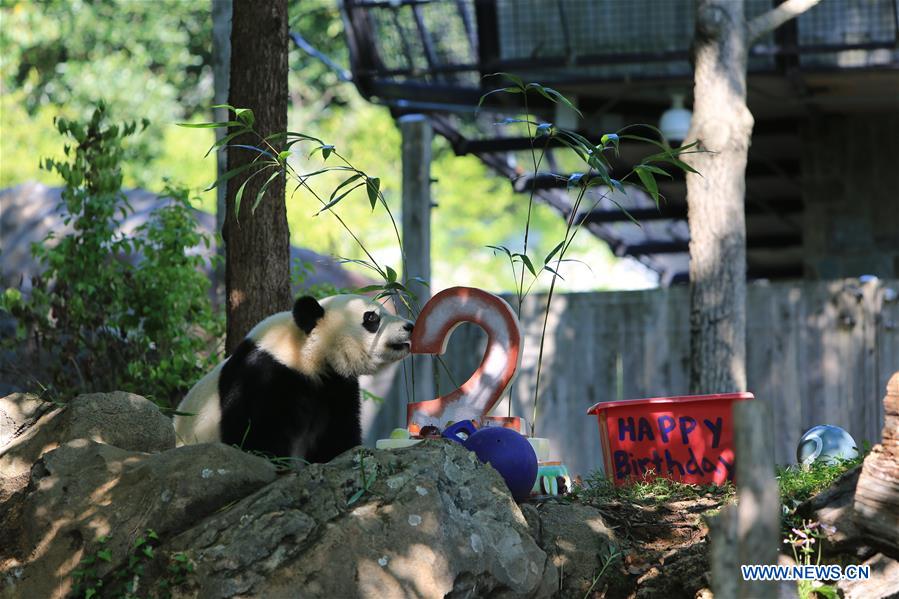 Giant panda Beibei is seen beside its birthday cake during a celebration at Smithsonian's National Zoo in Washington D.C., the United States, Aug. 22, 2017. The zoo on Tuesday held a celebration for giant panda Beibei's two-year-old birthday, which attracted lots of visitors. [Photo/Xinhua] 