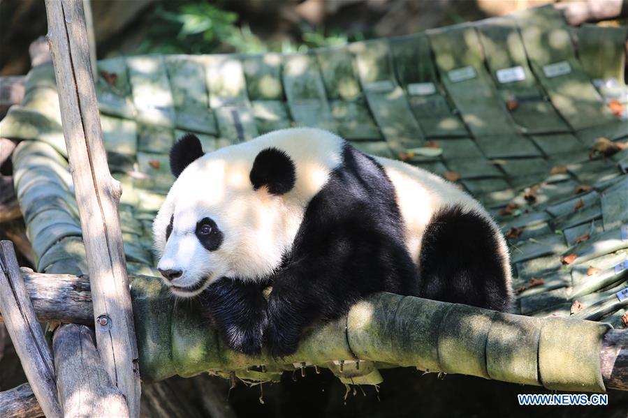 Giant panda Beibei is seen during its birthday celebration at Smithsonian's National Zoo in Washington D.C., the United States, Aug. 22, 2017. The zoo on Tuesday held a celebration for giant panda Beibei's two-year-old birthday, which attracted lots of visitors. [Photo/Xinhua]