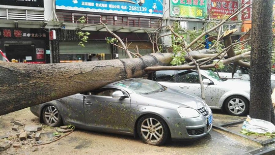 A broken tree is seen in Zhuhai, south China's Guangdong Province, Aug. 23, 2017. [Photo/Xinhua]