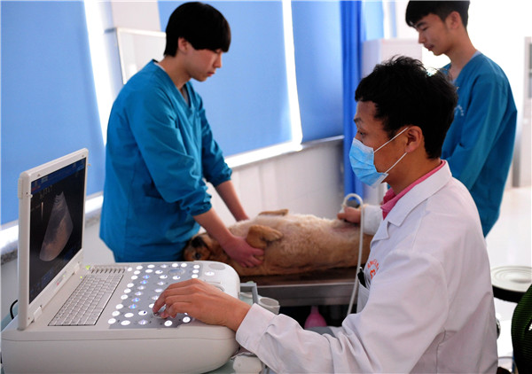 Veterinarians perform an ultrasound test on a dog in May at a pet hospital in Shenyang, Liaoning province. [Photo/China Daily]