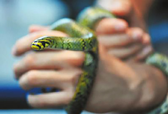 A pearl-banded rat snake at the Chengdu Institute of Biology under the Chinese Academy of Sciences. [Photo/Sichuan Daily]