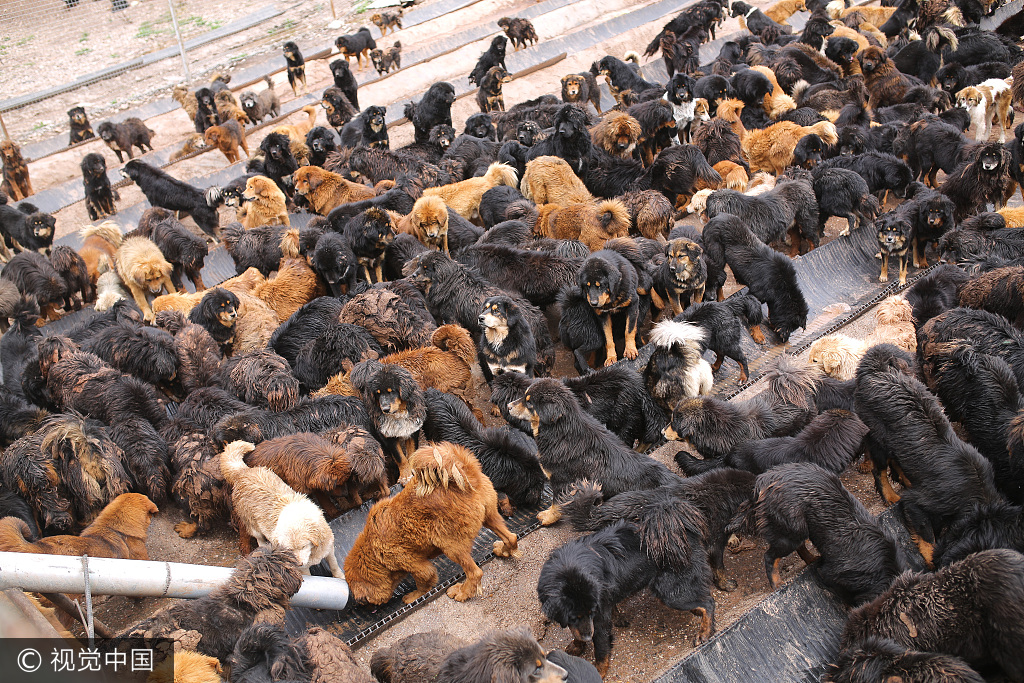 A photo shows stray Tibetan mastiffs waiting to be fed at a dog shelters at Maozhuang Township, Nangqen Couty, Qinghai Province, Aug. 20, 2017. [Photo/VCG] 