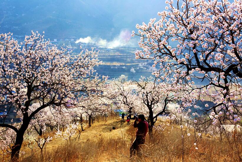 Peach blossom is a symbol of romance and love and has always been preferred by writers and poets. And to appreciate the beauty of peach blossom, Pinggu, a district in Beijing, might be a wise choice.