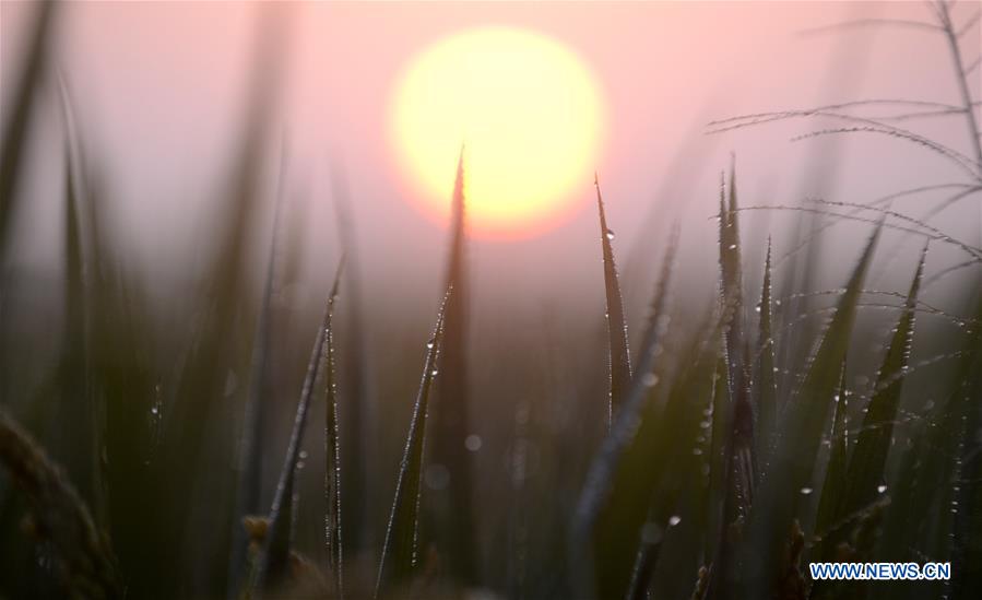 Photo taken on Oct. 7, 2017 shows dewdrops on rice leaves in Huaisi Township, Yangzhou City, east China's Jiangsu Province. Cold Dew, the 17th solar term of the year, falls on Sunday this year. [Photo/Xinhua]