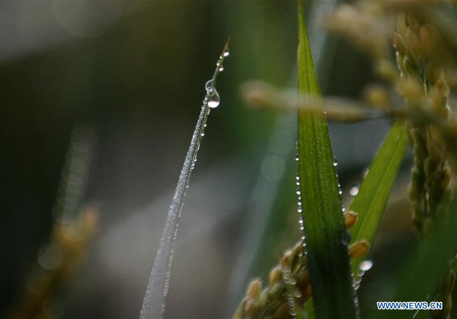Photo taken on Oct. 7, 2017 shows dewdrops on rice leaves in Huaisi Township, Yangzhou City, east China's Jiangsu Province. Cold Dew, the 17th solar term of the year, falls on Sunday this year. [Photo/Xinhua]