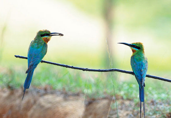 A pair of chestnut-throated bee-eaters perch on a branch near Jinsha Bay, Hainan province.Lu Gang / For China Daily