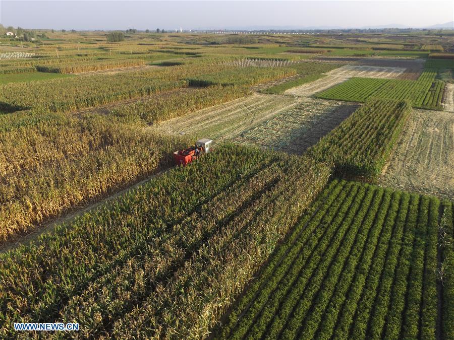 Farmers harvest corn in Pingyi County of Linyi, east China's Shandong Province, Sept. 28, 2017. China's Ministry of Agriculture (MOA) Monday estimated that the country's grain output will surpass 600 million tonnes in 2017, indicating another year of bumper harvest. (Xinhua/Wu Jiquan)