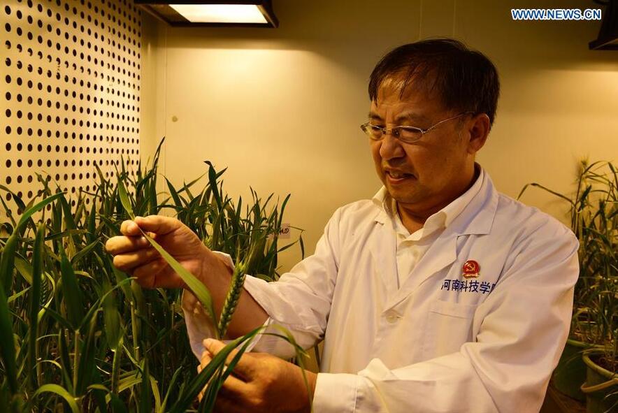 Ru Zhengang, China's leading agricultural scientist renowned for his expertise in breeding new species of wheat, works at Henan Institute of Science and Technology in central China's Henan Province, Sept. 30, 2017. 