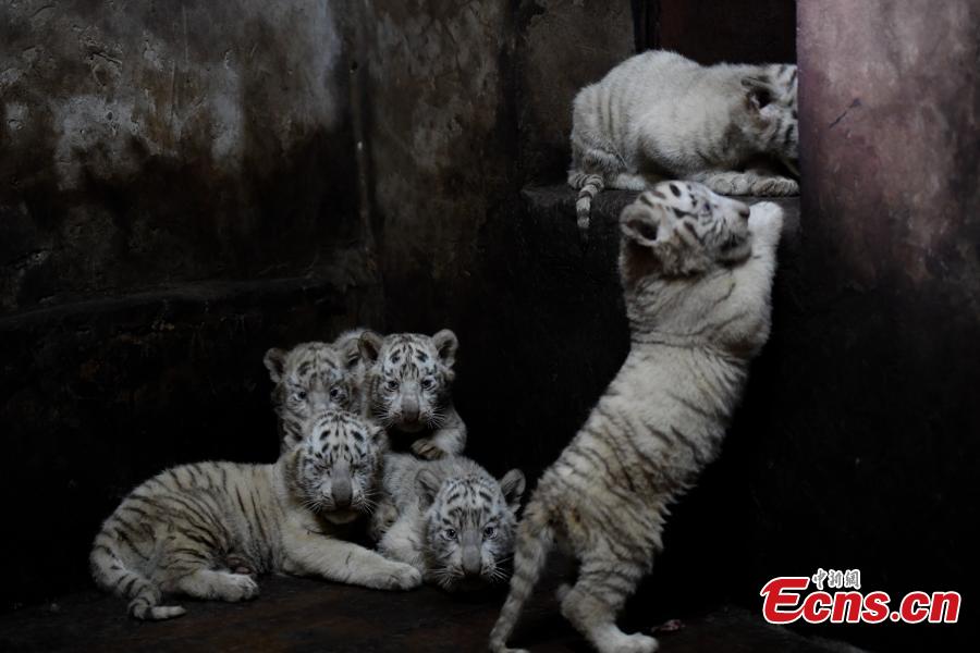 Extremely rare white Bengal tiger gives birth to sextuplets in China