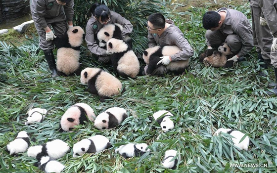 Giant panda cubs are seen at the Ya'an Bifengxia base of the China Conservation and Research Center for the Giant Panda in Ya'an City, southwest China's Sichuan Province, Oct. 13, 2017. [Photo/Xinhua]