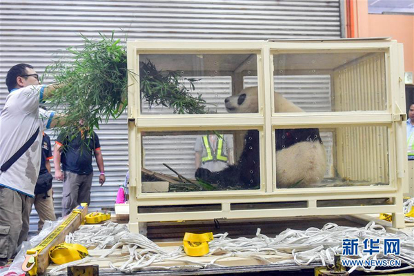 Zoo keepers put Nuan Nuan, the first Malaysian-born female giant panda cub, in a huge cage and send it to the Kuala Lumpur International Airport, where it will take a flight to head back to southwest China's Sichuan Province on Tuesday. [Photo by Zhang Wenzong/Xinhua] 