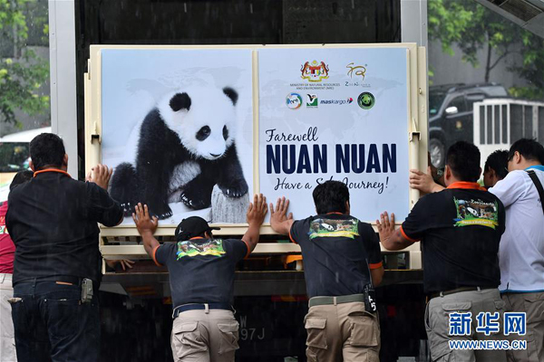 Zoo keepers put Nuan Nuan, the first Malaysian-born female giant panda cub, in a huge cage and send it to the Kuala Lumpur International Airport, where it will take a flight to head back to southwest China's Sichuan Province on Tuesday. [Photo by Zhang Wenzong/Xinhua] 