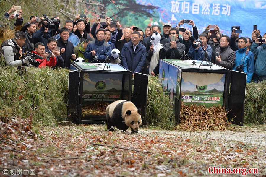 A pair of giant pandas are released into the wild at Liziping Nature Reserve in Ya'an, southwest China's Sichuan Province, November 23, 2017.[Photo/China.org.cn]
