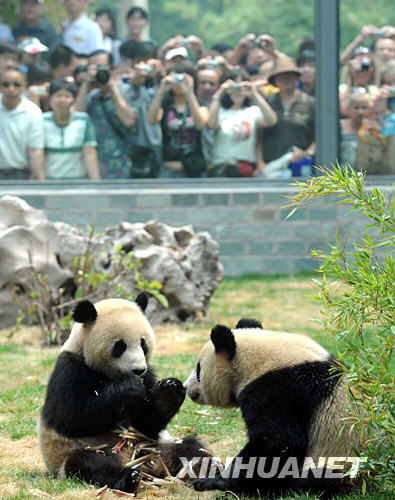 中国奥运熊猫图片
