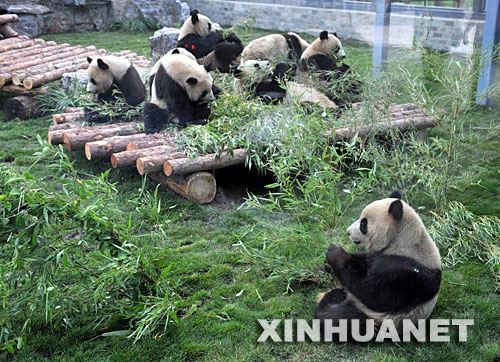 5月24日，在北京动物园熊猫新馆，从卧龙转运出的8只大熊猫在吃竹子。 当日，从四川卧龙自然保护区转移出来的8只奥运大熊猫乘专机飞抵北京，被送往北京动物园。由于卧龙是地震灾区，这8只大熊猫还是特殊的“受灾转移群众”。 新华社记者罗晓光摄