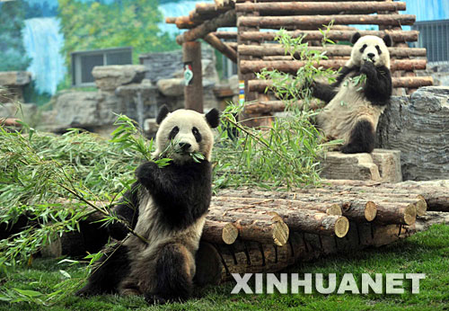 5月24日，在北京动物园熊猫新馆，从卧龙转运出的大熊猫在吃竹子。 当日，从四川卧龙自然保护区转移出来的8只奥运大熊猫乘专机飞抵北京，被送往北京动物园。由于卧龙是地震灾区，这8只大熊猫还是特殊的“受灾转移群众”。 新华社记者罗晓光摄