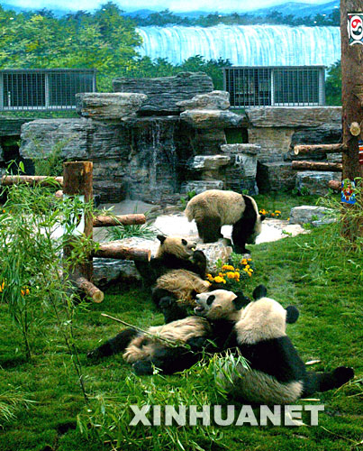 5月24日，在北京动物园熊猫新馆，从卧龙转运出的大熊猫在吃竹子。 当日，从四川卧龙自然保护区转移出来的8只奥运大熊猫乘专机飞抵北京，被送往北京动物园。由于卧龙是地震灾区，这8只大熊猫还是特殊的“受灾转移群众”。 新华社记者程丽摄