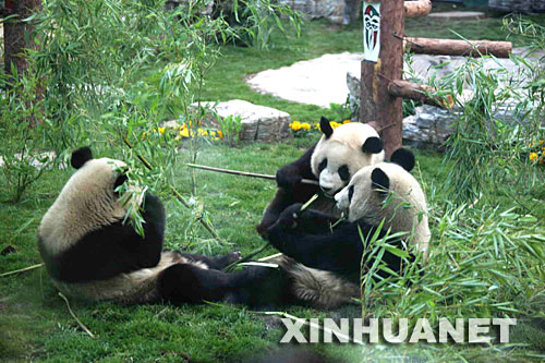 5月24日，在北京动物园熊猫新馆，从卧龙转运出的大熊猫在吃竹子。 当日，从四川卧龙自然保护区转移出来的8只奥运大熊猫乘专机飞抵北京，被送往北京动物园。由于卧龙是地震灾区，这8只大熊猫还是特殊的“受灾转移群众”。 新华社记者汪永基摄
